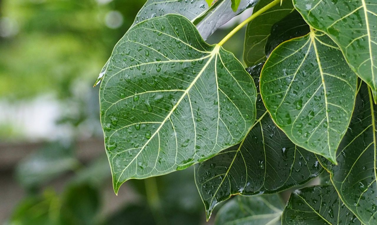 green bodhi leaves with water droplets, blurred background spaces for text. in thailand