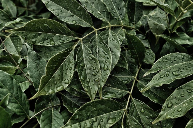 leaves speckled with water beads