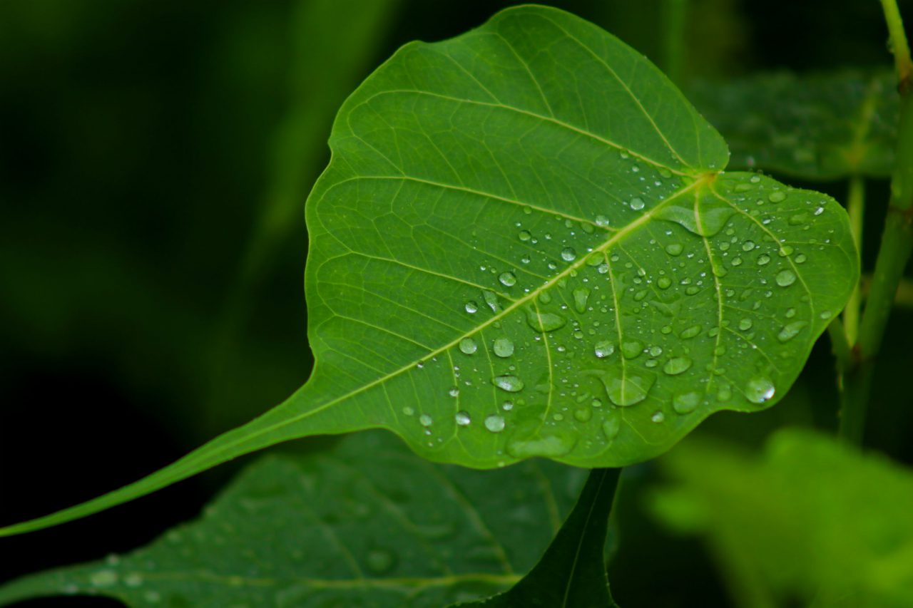 water beads on the leaf of the bodhi tree